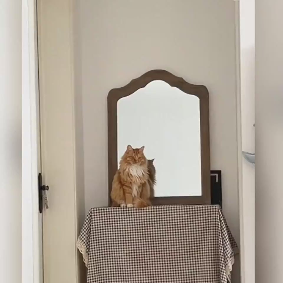 Foldable cat window hammock for bird watching sunbathing and indoor lounging showcase 1