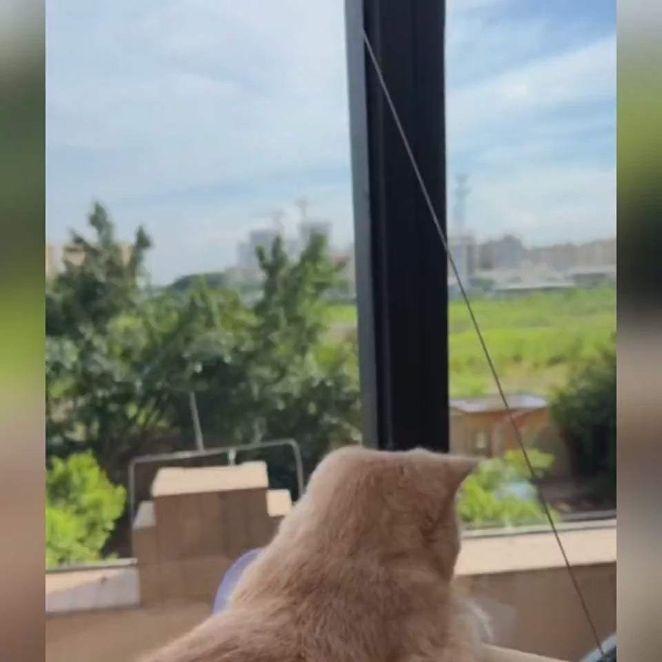 Foldable cat window hammock for bird watching sunbathing and indoor lounging showcase  5
