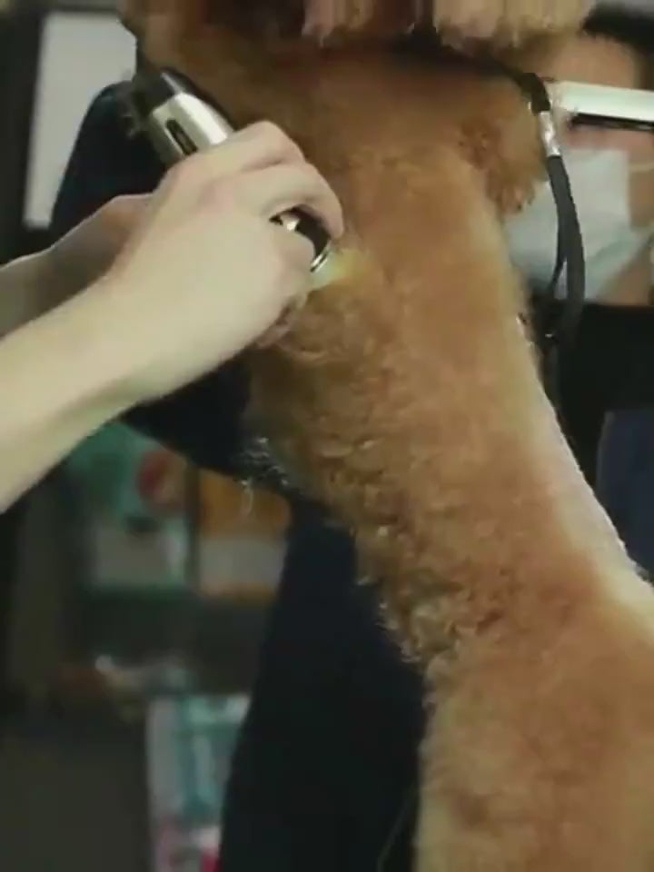 Low-noise rechargeable pet hair clipper for dog and cat home grooming - showcase 1
